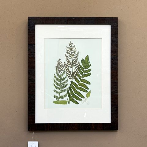 Used Framed Artwork (Fern) ART1837-020